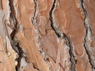 woodbark