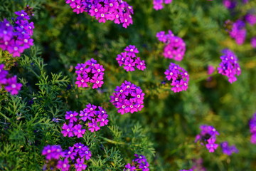 Obraz premium Beautiful flowers in the garden Blooming in the summer.Landscaped Formal Garden