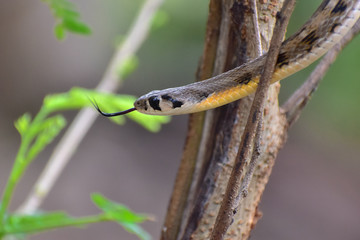 Buff-striped keelback snake
