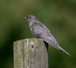 Cuckoo Perched on Wooden Post