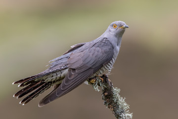 Cuckoo Perched on Branch
