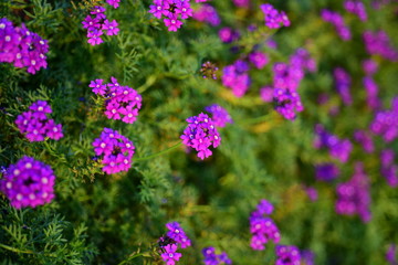Beautiful flowers in the garden Blooming in the summer.Landscaped Formal Garden