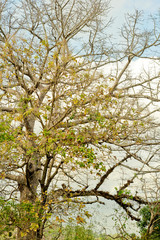 The giant tree by autumn, the twigs begin to molt, and the leaves begin to turn 