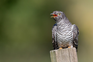 Cuckoo Perched on Wooden Post