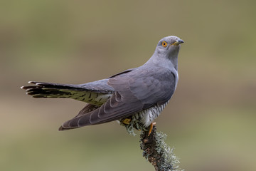 Cuckoo Perched on Branch