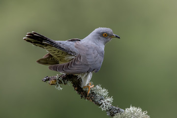 Cuckoo Perched on Branch