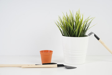 Green plant in white pot over white background