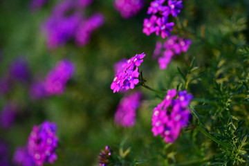 Obraz premium colorful flowers chrysanthemum in the garden