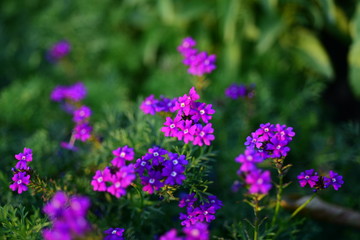 Obraz premium Beautiful flowers in the garden Blooming in the summer.Landscaped Formal Garden