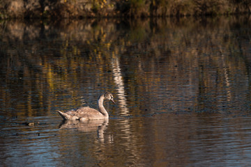 A young swan sailing on the surface of a lake.
