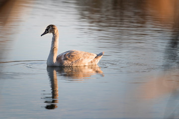 A young swan sailing on the surface of a lake.