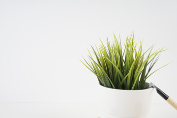 Green plant in white pot over white background