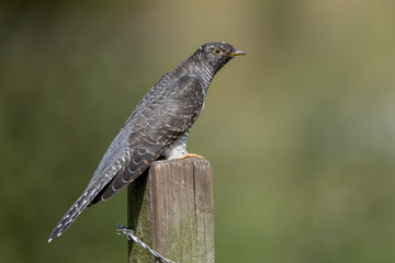 Cuckoo Perched on Wooden Post