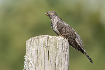Cuckoo Perched on Wooden Post