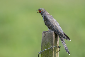 Cuckoo Perched on Wooden Post