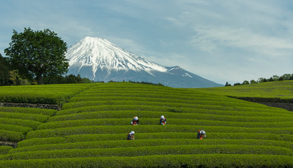 Province of Shizuoka, Japan. A day of festival in Obuchi Sasaba. Harvest of tea.