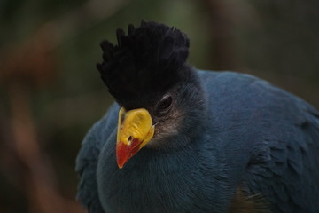 Great Blue Turaco