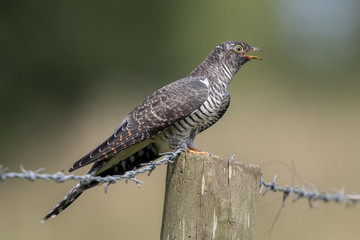 Cuckoo Perched on Wooden Post With Barbed Wire