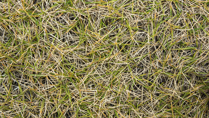 Background formed by partially dry grass.