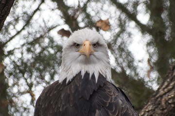 Bald Eagle