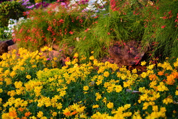 Colorful flower bed in a park 