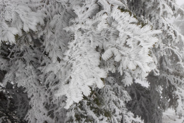 Schneeblumen Frost Ice
