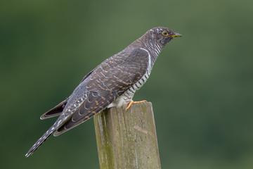 Cuckoo Perched on Wooden Post