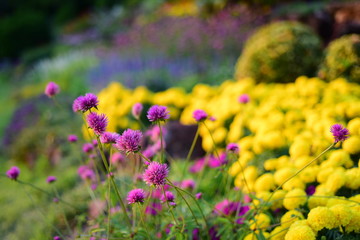 Colorful flower bed in a park 