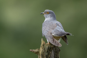 Cuckoo Perched on Branch