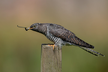 Cuckoo Perched on Post Eating a Caterpillar