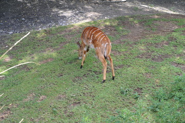 reh gazelle