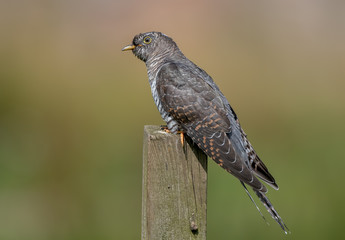 Cuckoo Perched on Wooden Post