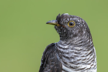 Cuckoo Portrait