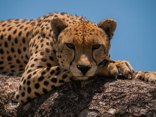 Viaje al parque nacional del Kruger