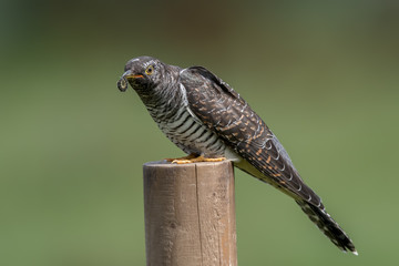 Cuckoo Perched on Post Eating a Caterpillar