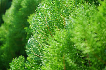 Closed up pine tree image freshness of green color in spring time