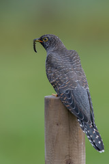 Cuckoo Perched on Post Eating a Caterpillar