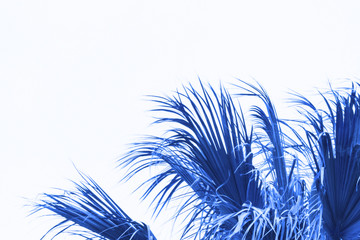 Bright blue palm leaves on the white background. Copy space. Place for text and design. Color of the 2020 year.