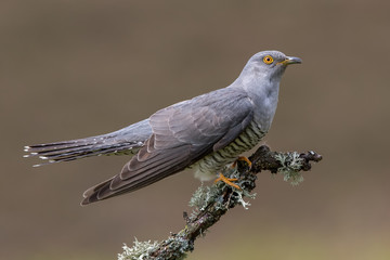 Cuckoo Perched on Branch