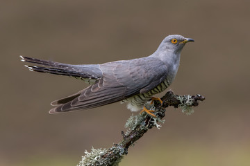Cuckoo Perched on Branch