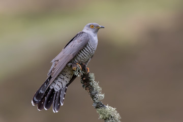 Cuckoo Perched on Branch