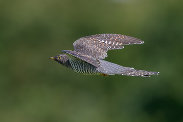 Cuckoo Flying