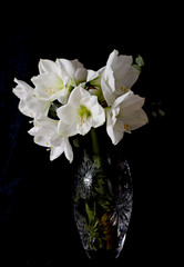 White amaryllis flowers in a tall crystal vase on a black background