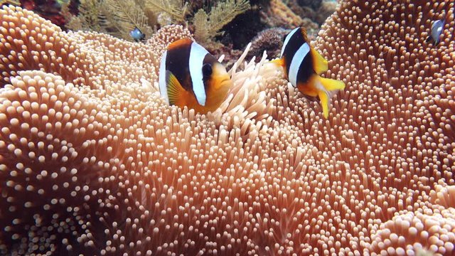 Close up of beautiful colorful clown fishes between corals and red anemones in it's natural underwater habitat of blue sea