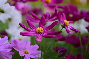 Obraz premium Royal poinciana's red flower blooming on the tree(Delonix regia)