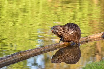 Beautiful wet nutria sits on a log above a pond and is reflected in the water