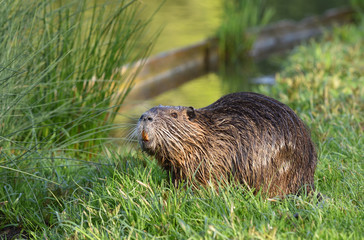 Beautiful nutria with wet hair in the green grass on the background of the pond