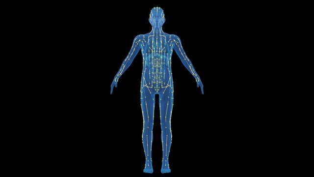 The human body meridian