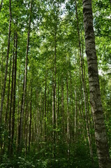 Birkenwald im Soomaa Nationalpark
