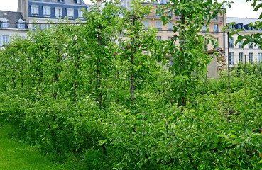 Versailles; France - june 16 2019 : Le potager du roi